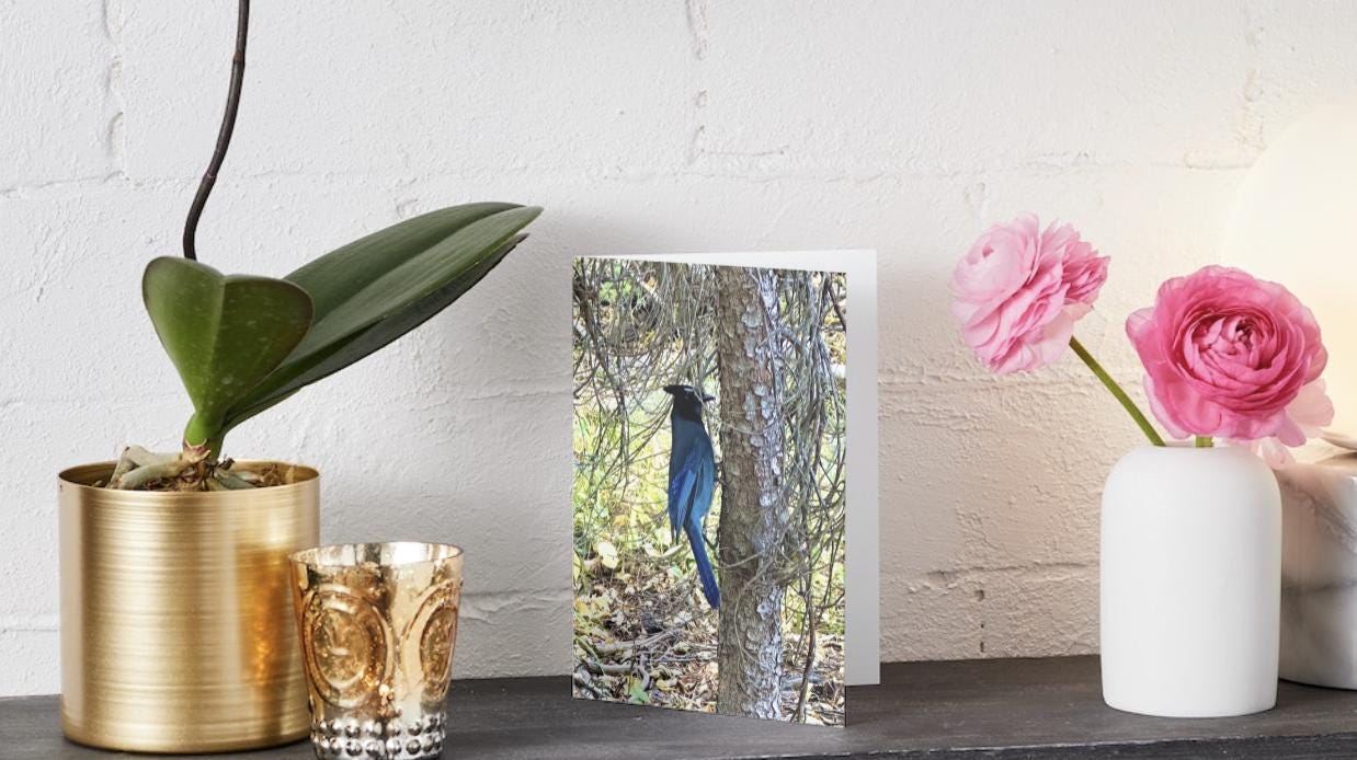 Rocky Mountain Blue Bird notecards