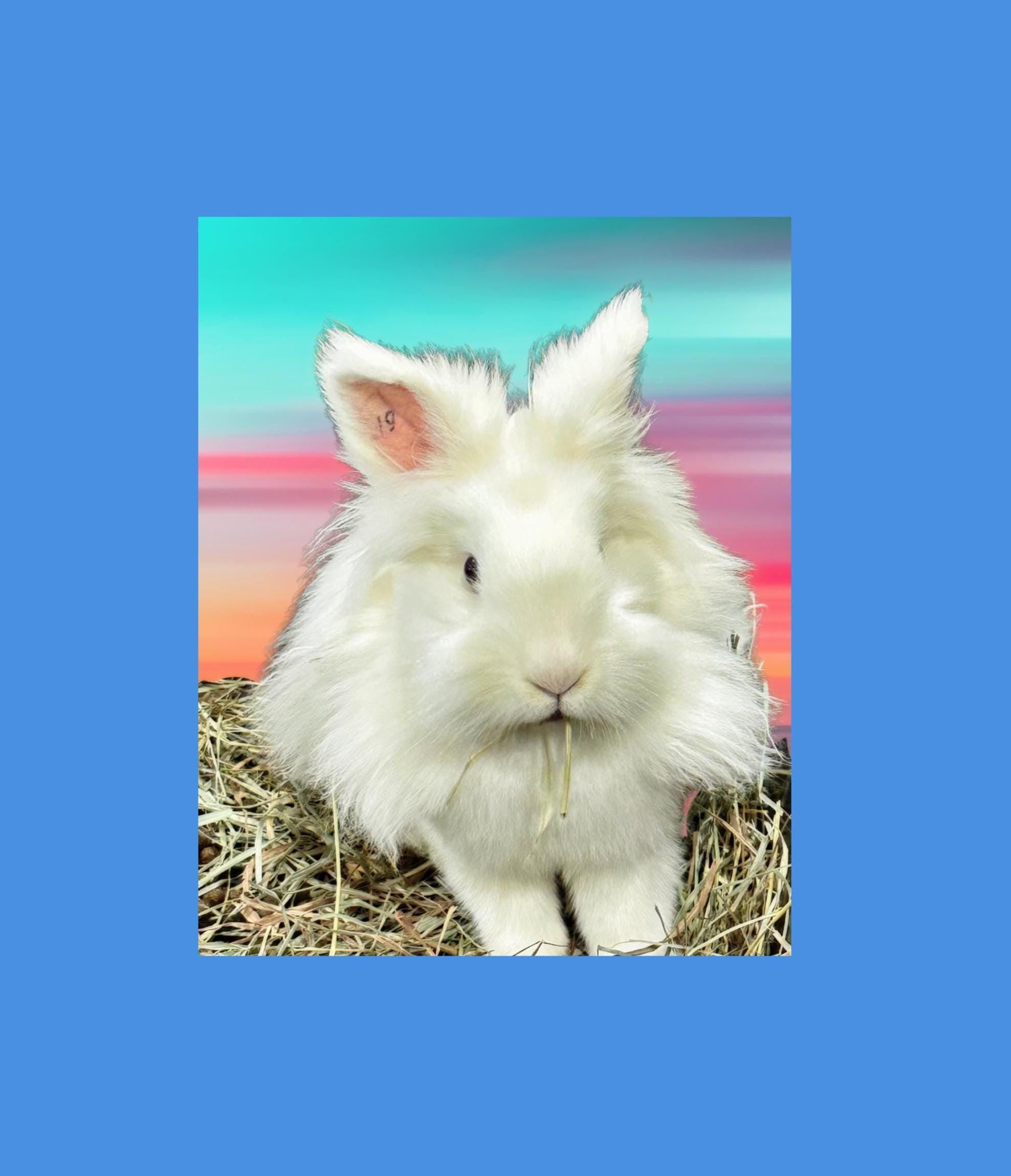 Rescue Bunnies square notecards