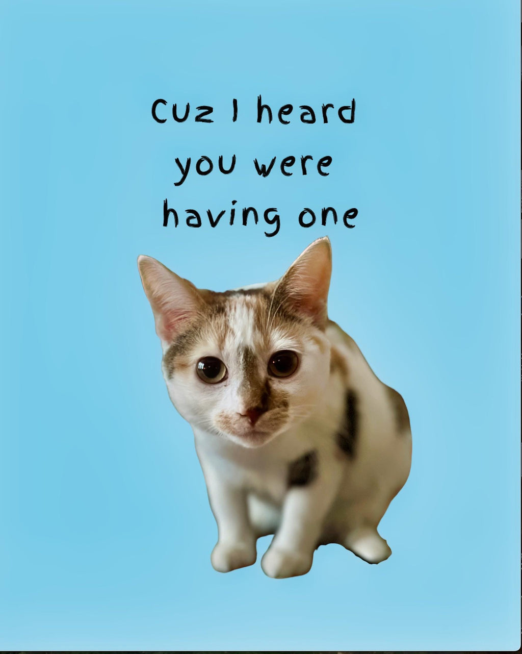 Cat Lover's Birthday