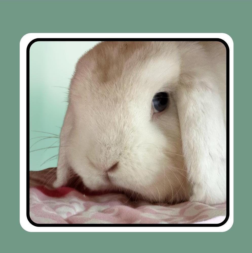 Rescue Bunnies square notecards