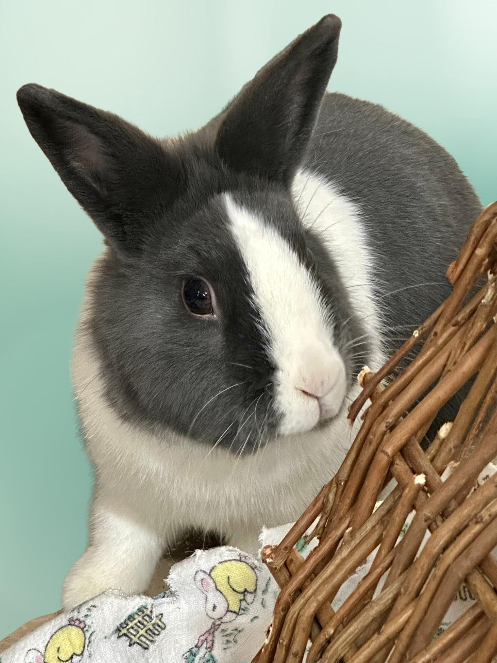 Rescue Bunnies square notecards