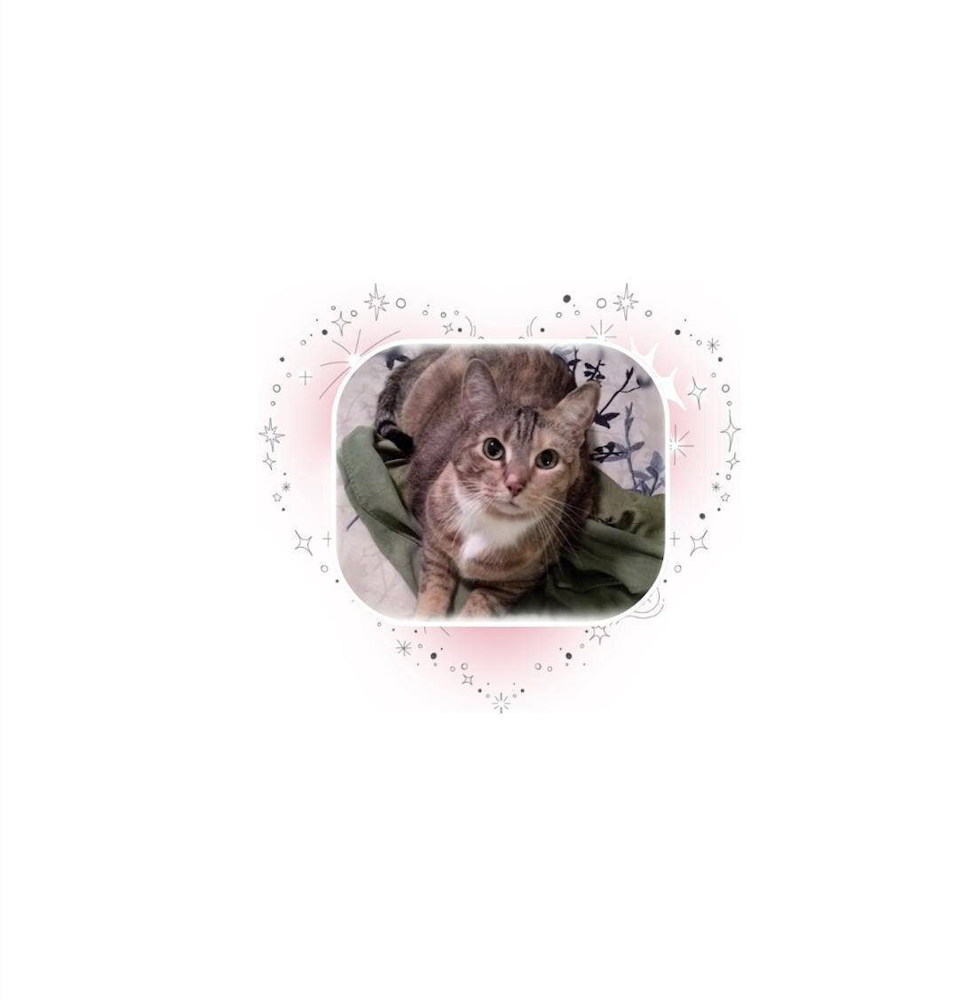 PERSONAZLIZE** Loss of a beloved cat