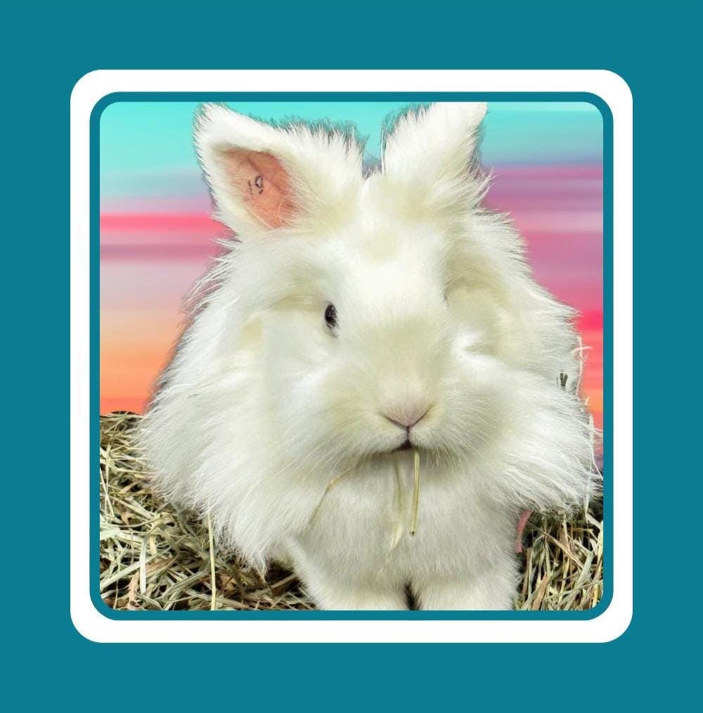 Rescue Bunnies square notecards