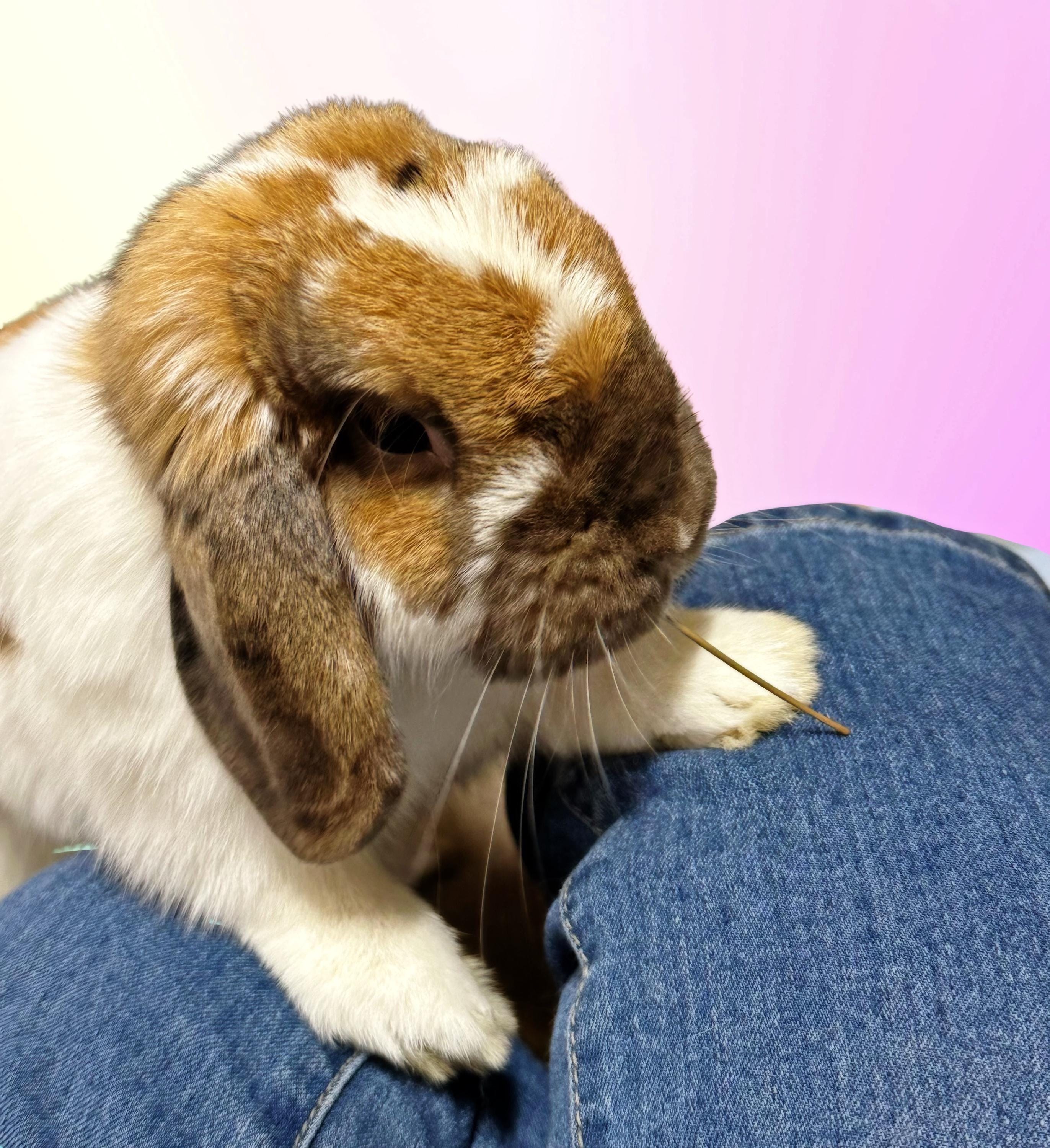 Rescue Bunnies square notecards