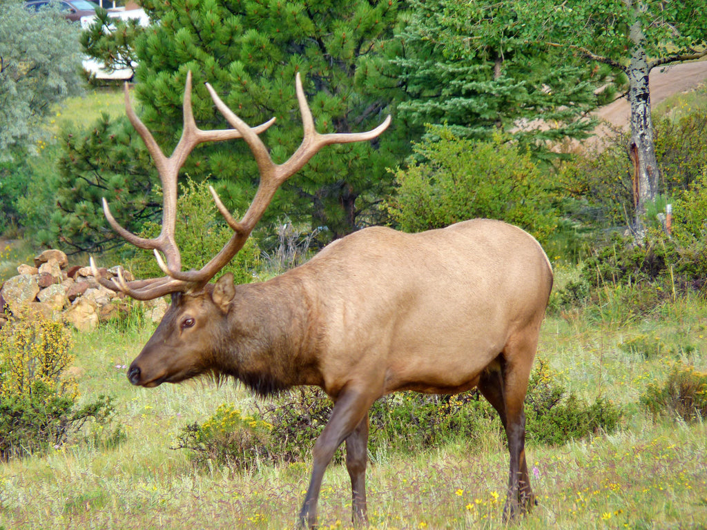 Estes Park Bull Elk note cards