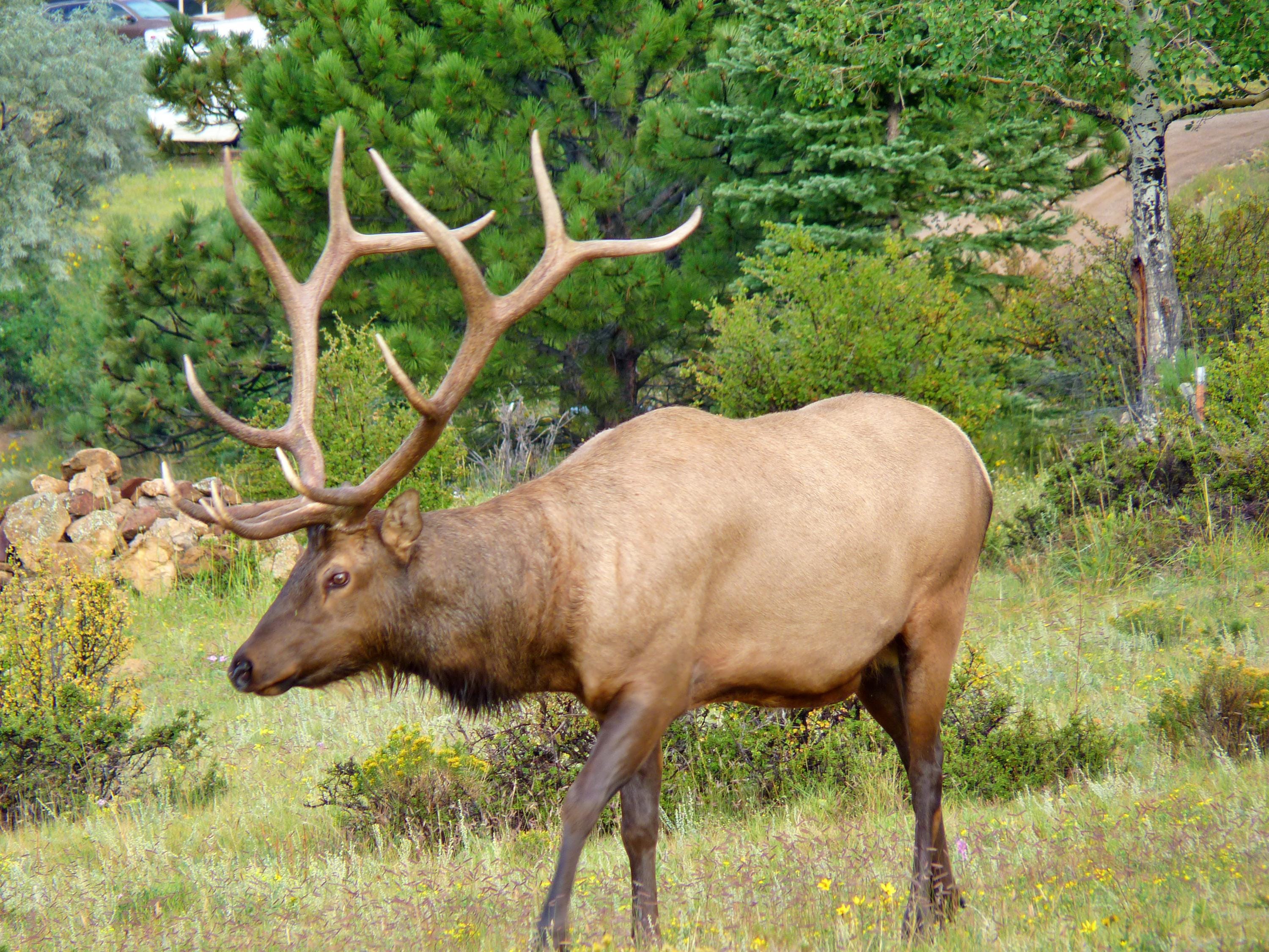 Estes Park Bull Elk note cards