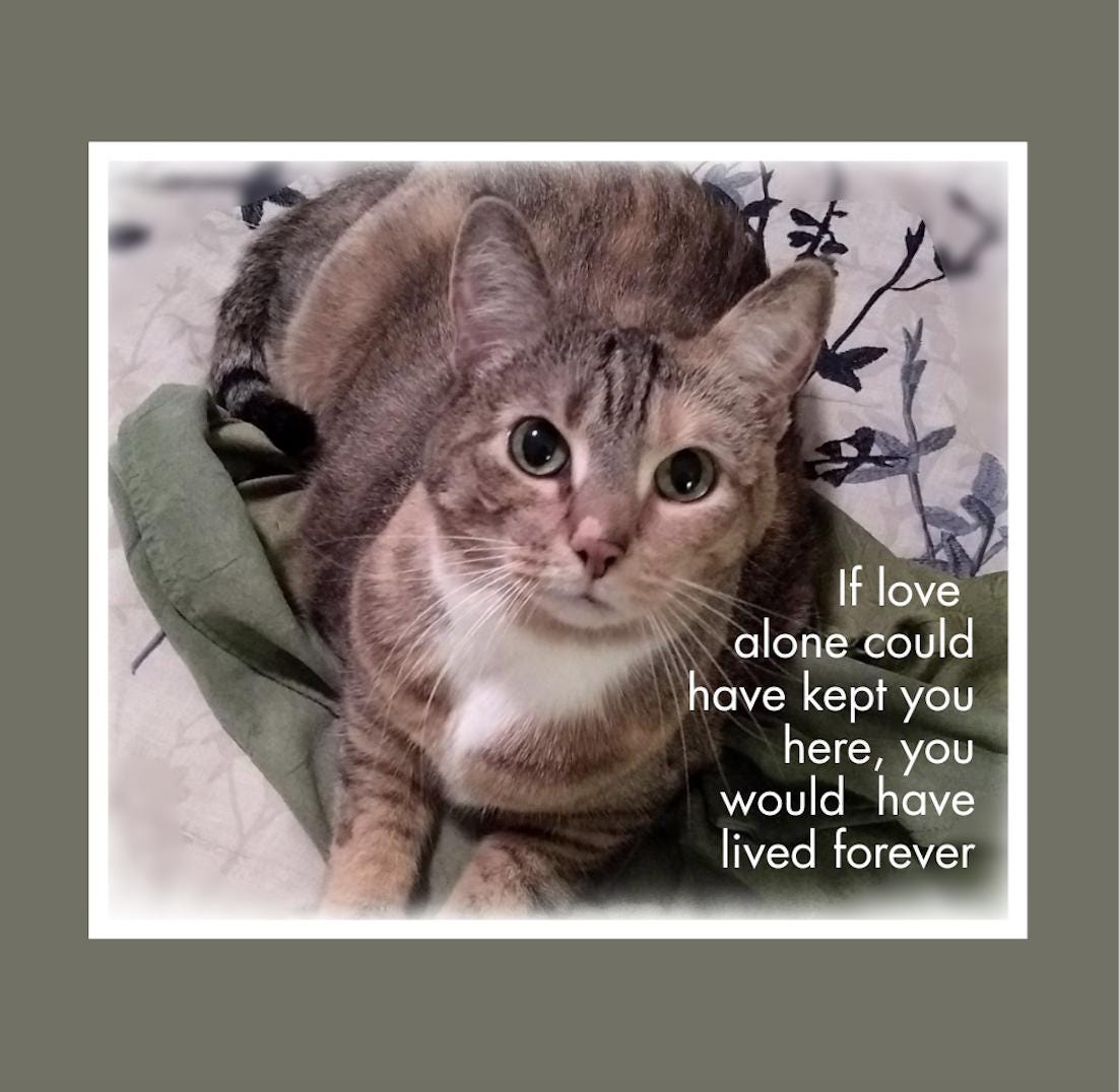 PERSONAZLIZE** Loss of a beloved cat