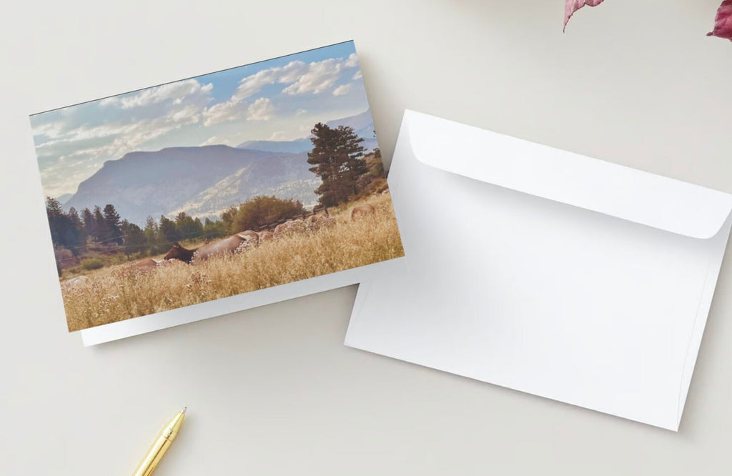 Female elk resting in autumn grass