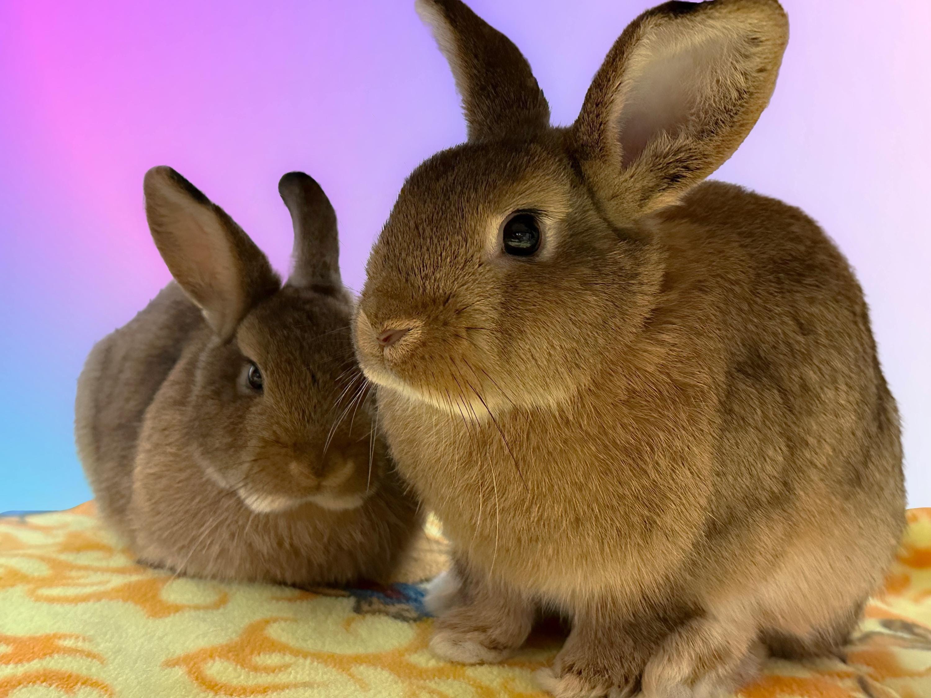 Rescue Bunnies square notecards