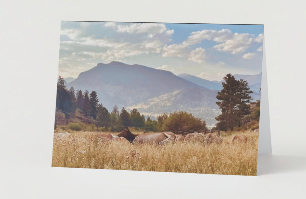 Female elk resting in autumn grass