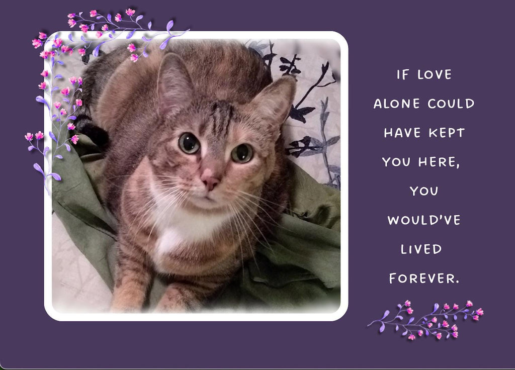 If love alone could have kept you alive - loss of cat sympathy card