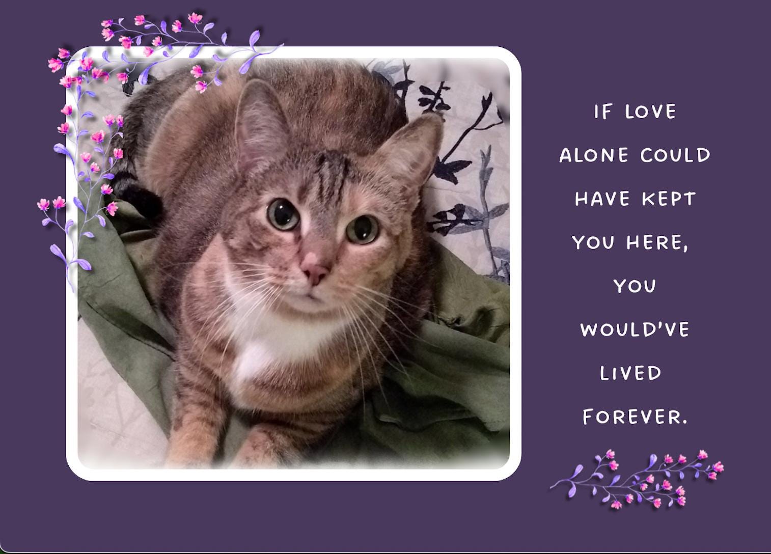 If love alone could have kept you alive - loss of cat sympathy card