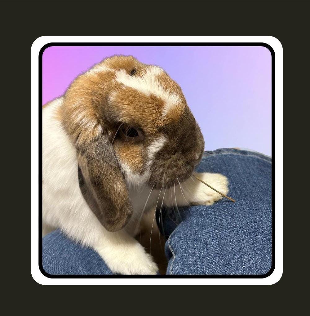 Rescue Bunnies square notecards