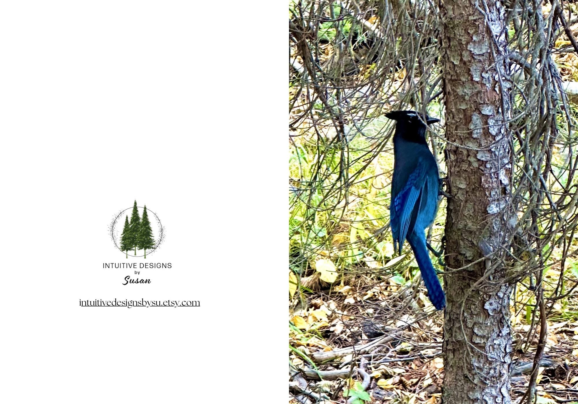Rocky Mountain Blue Bird notecards
