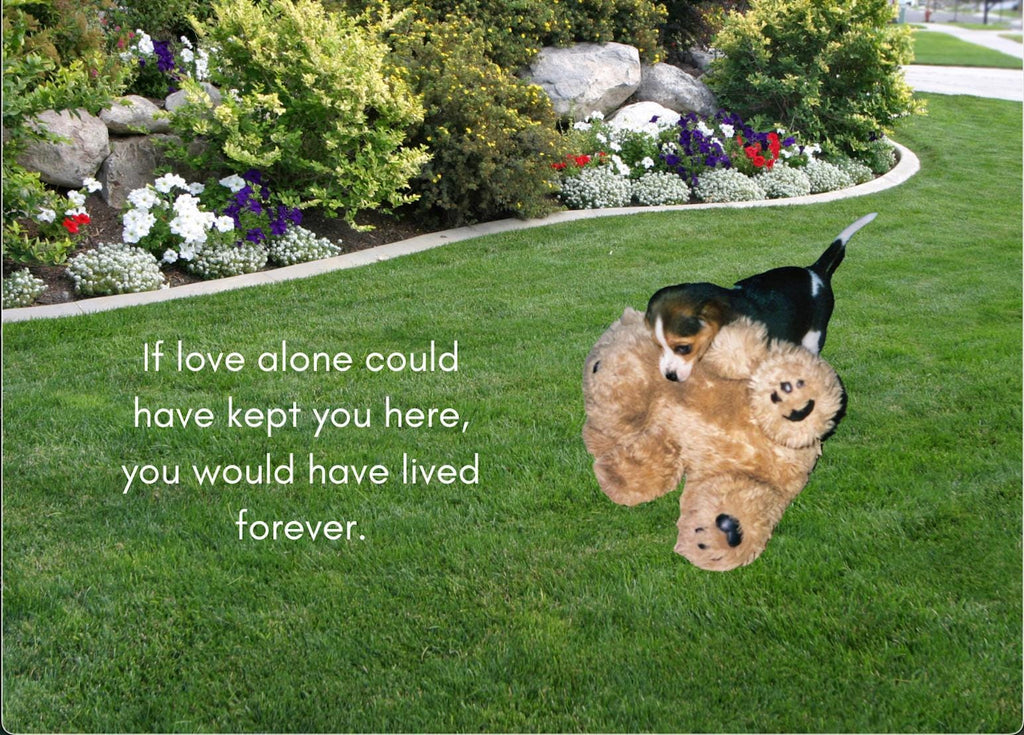 If Love Alone Could Have Kept You Here - Grieving the loss of a special pet