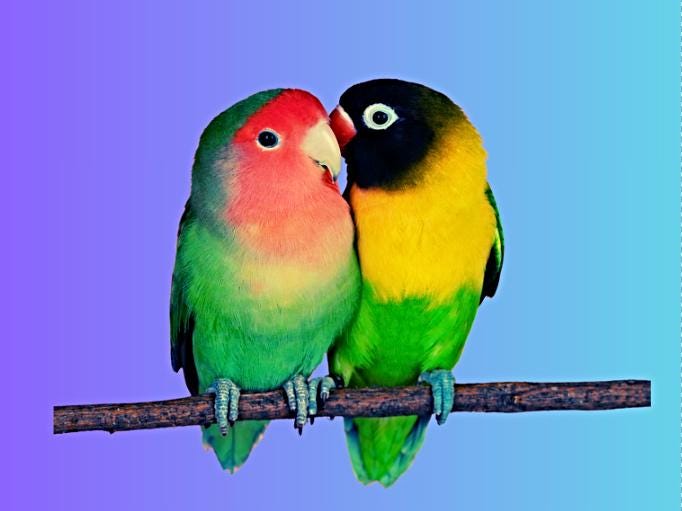 Love Birds Mate for Life anniversary card