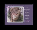 If love alone could have kept you alive - loss of cat sympathy card
