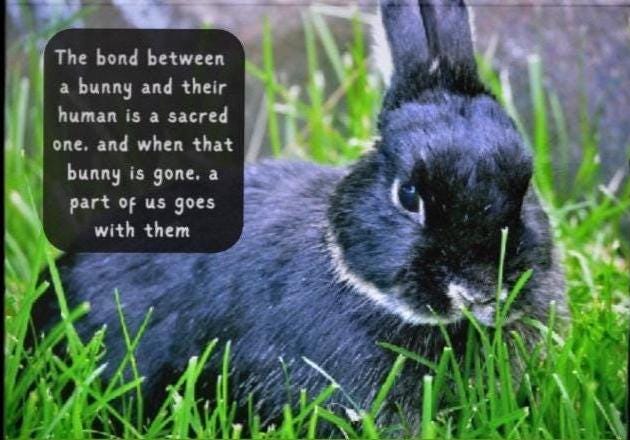 Loss of Beloved Bunny