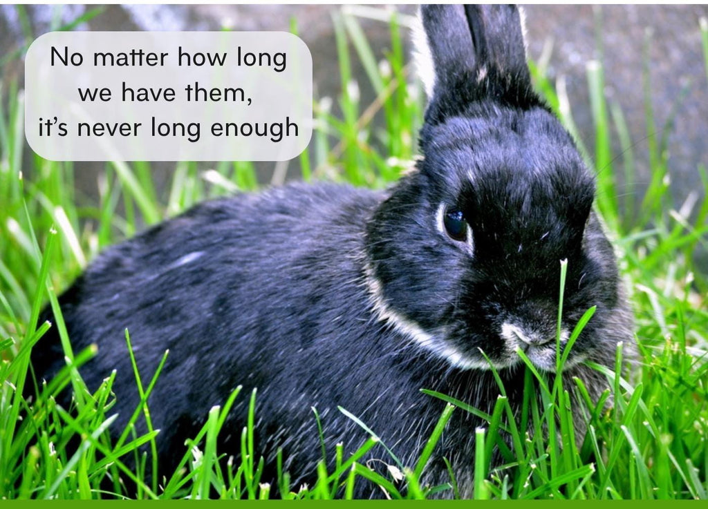 PERSONALIZE** Loss of loved bunny