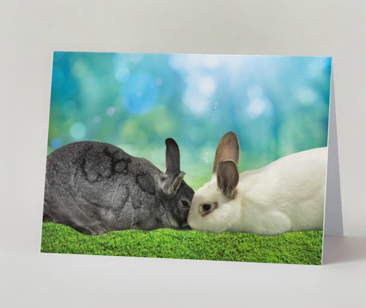 Rescue bunnies in the grass