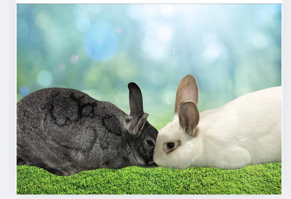 Rescue bunnies in the grass
