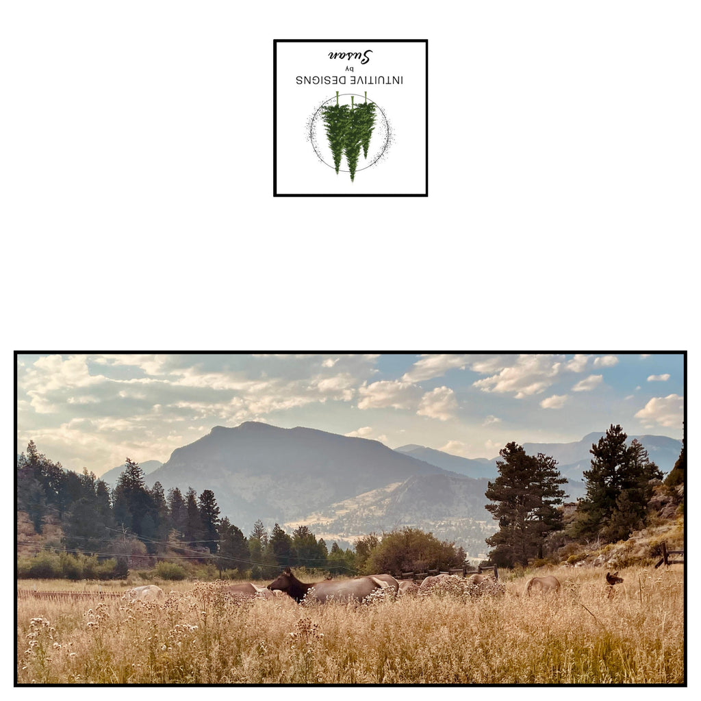 Female elk resting in autumn grass