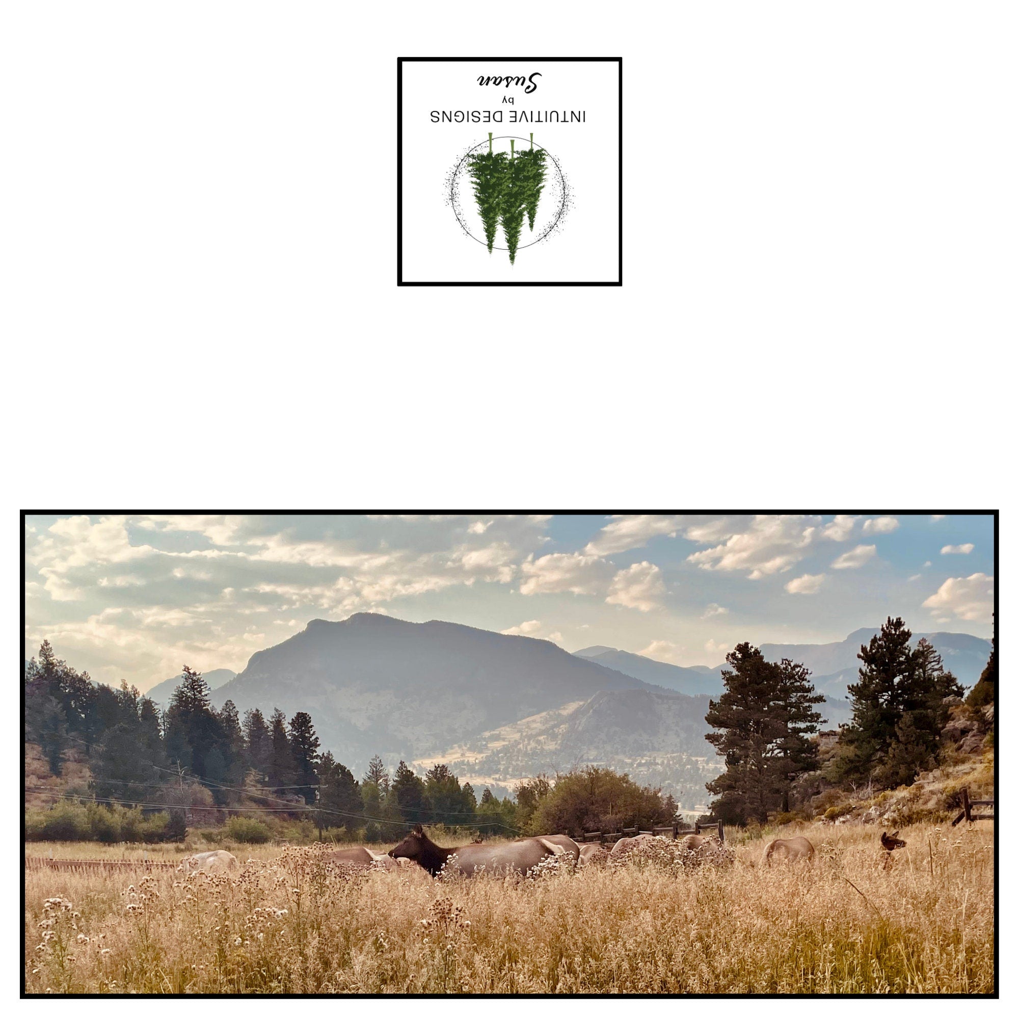 Female elk resting in autumn grass