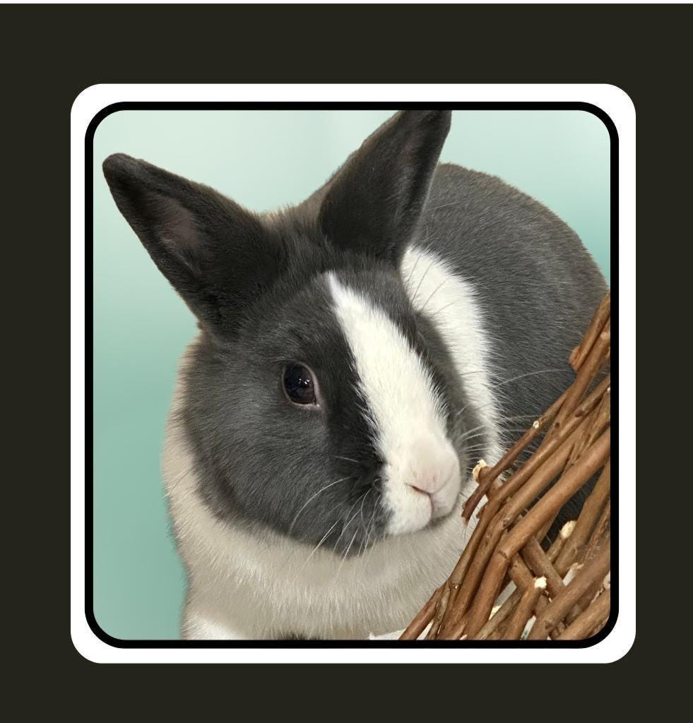 Rescue Bunnies square notecards