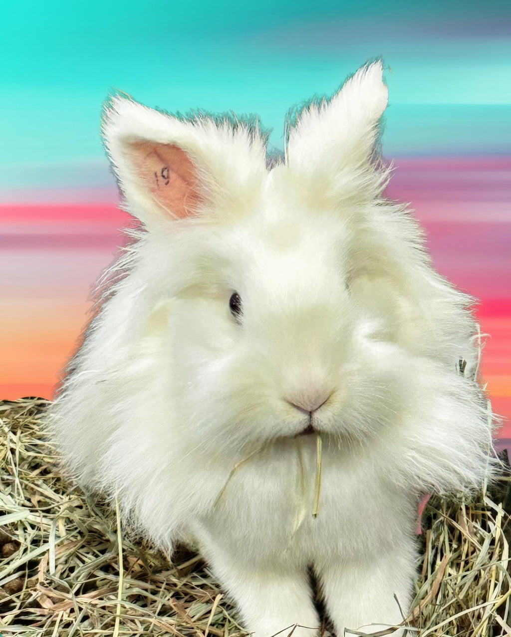 Rescue Bunnies square notecards