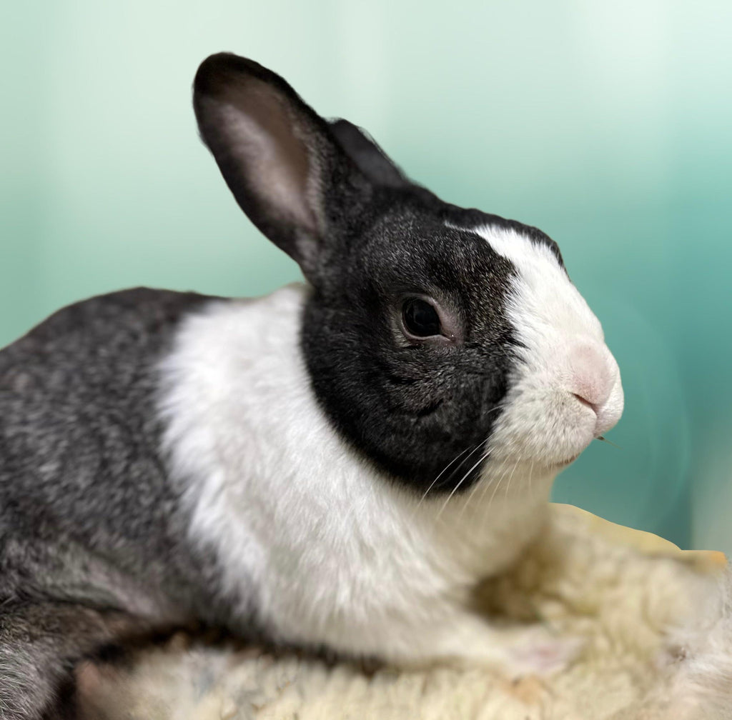 Rescue Bunnies square notecards