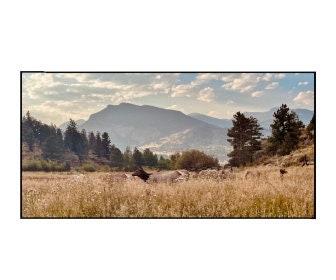 Female elk resting in autumn grass