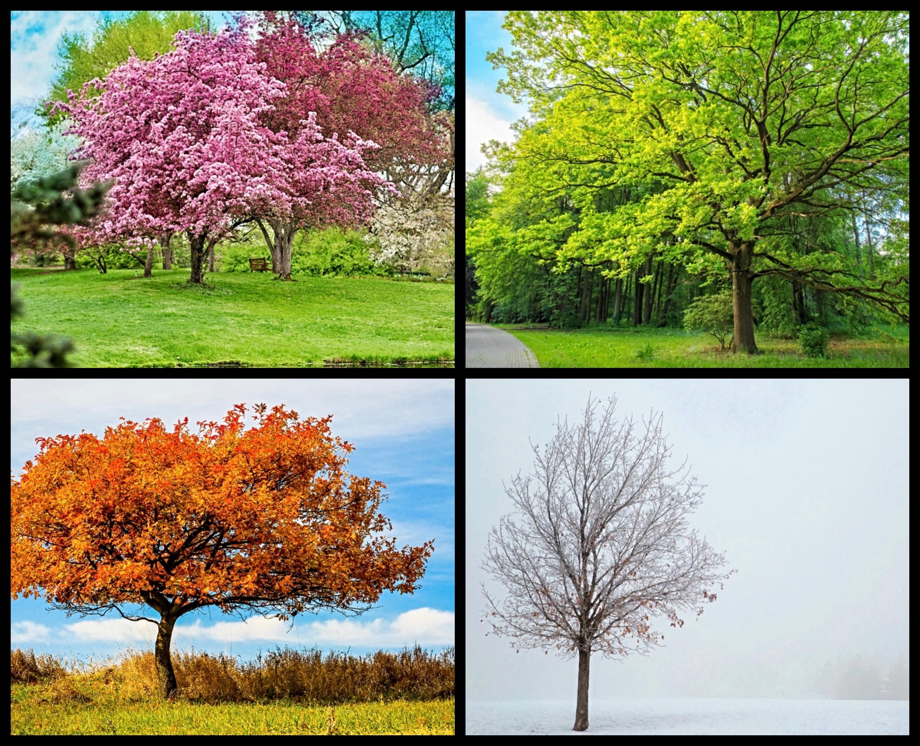 Through the Seasons Anniversary card