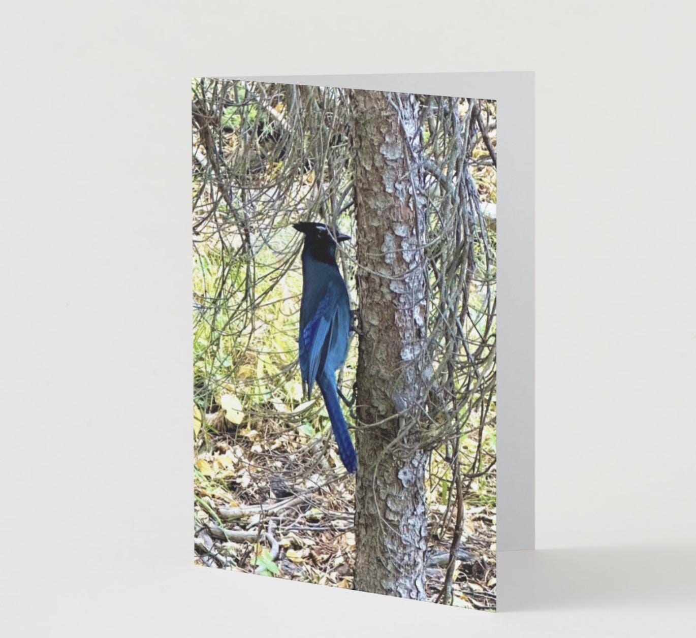 Rocky Mountain Blue Bird notecards